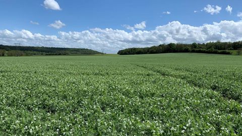 Le projet EcoDiv a permis d'étudier le pois, ainsi que la féverole, le lupin, le soja, le pois chiche et la lentille. Le projet EcoDiv a permis d'étudier le pois, ainsi que la féverole, le lupin, le soja, le pois chiche et la lentille.